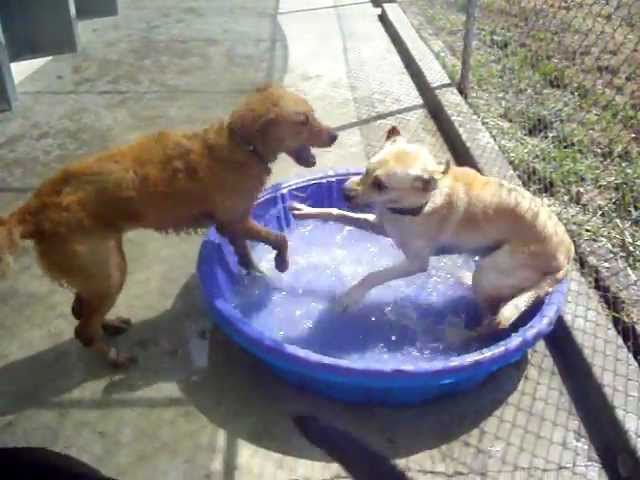 Doggie Pool Time at Canine Campus in Colorado Springs