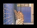 tranquilizacion de margai