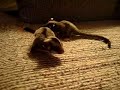 Sugar Glider Babies Black Beauty Sugar Glider Babies Black Beauty