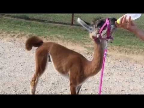 how to care for llamas