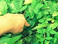 Sensitive Plants: Bocas del Toro