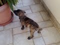 Hund 45dias.mp4 Hund 45dias.mp4
