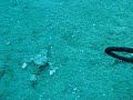 Two seamouths at deep dive in Vietnam