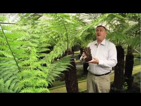 how to fertilize australian tree fern