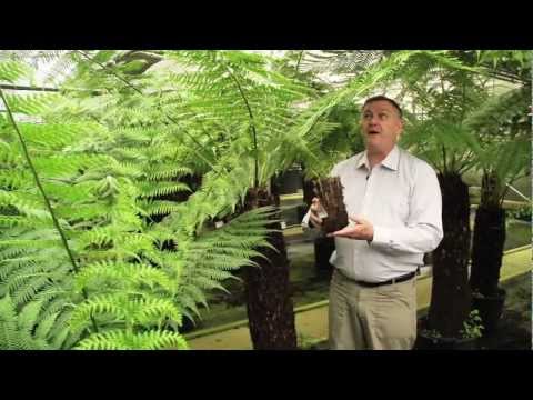 how to transplant australian tree fern