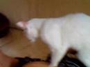 Gattina Panettiera Gattina Panettiera