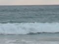 Sharks or Dolphins a Del Mar Beach, San Diego