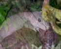 geki leopardo  eublepharis macularis 
