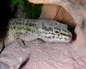 geki leopardo  eublepharis macularis 