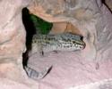 geki leopardo  eublepharis macularis 