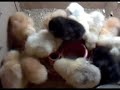 los pollitos de fermin