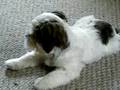 Gizmo part three