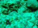 Bali sous la mer Bali sous la mer