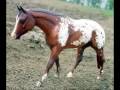 My Breyer Traditional Models