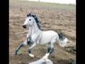 My Breyer Traditional Models
