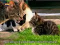 Poesjes Episode 9,   Rain Gutter, Subtitled!
