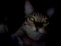 CLEO!