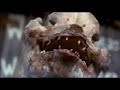 animals-sheep-part-1.html