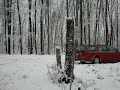 Snow-Laden Tree Branches At The Lake