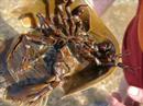 Horseshoe Crabs & Kittens