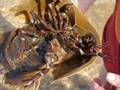 Horseshoe Crabs & Kittens