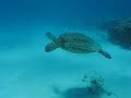 Dolphins and Diving Hawaii, Discover Scuba Diving