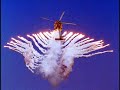 Global Current ( #2 ) The Downing of US Helicopters in Iraq