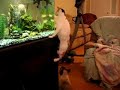Kitty Kangaroo Kitty Kangaroo