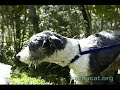 100 Cats and Dogs Spayed/Neutered in Puerto Vallarta, Mexico