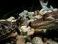 Turtle flirts with Alligator