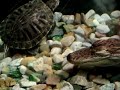 Turtle flirts with Alligator