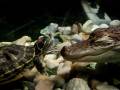 Turtle flirts with Alligator