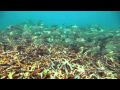 Perhentian Islands, Malaysia - YouTube