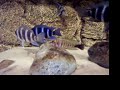 cichlid Altolamprologus calvus WITH BLACK TAIL GOLD BODY