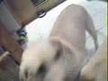 FREAK DOG FIGHT IN KITCHEN videos