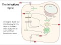 The infectious cycle (Lecture 2)