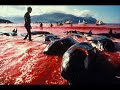 re:dolphin massacre in japan  dolphin massacre in europe 
