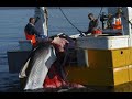 Re:Dolphin Massacre in Japan (Dolphin Massacre in Europe)