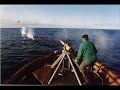 re:dolphin massacre in japan  dolphin massacre in europe 