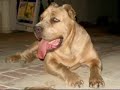 Cane Corso vs Central Asian Shepherd