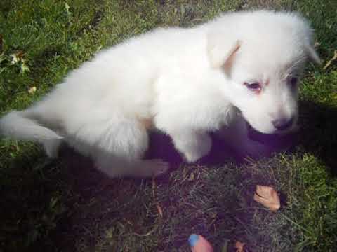 hannah at 5 weeks of age