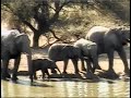 Elephant visit 6/1