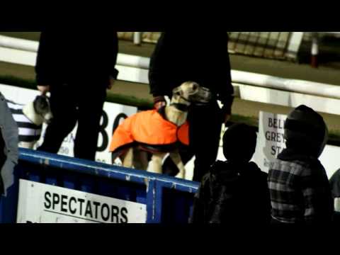 greyhound