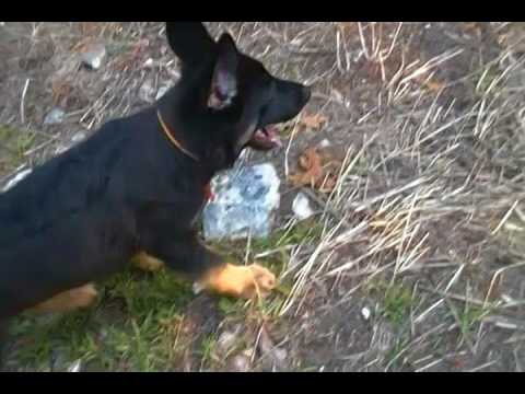 Charitys Mr. Watermelon Lemonade Black and Tan Male Puppy