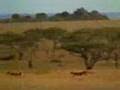 Creazy gepard