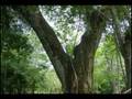 Lancetilla-Tela-Honduras