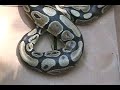 The Python The Python