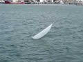R/C yacht flying a Code Zero! R/C yacht flying a Code Zero!