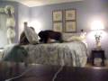 videos de Pillow Fight!