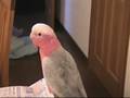 videos de こはるのばんじゃーい